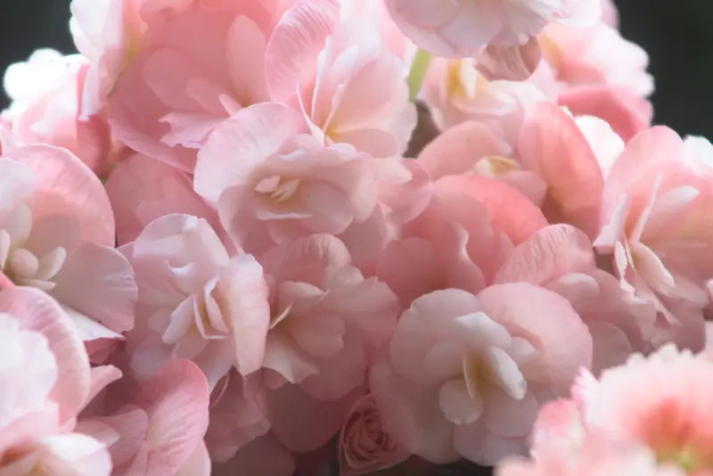 Thien Lan Florist